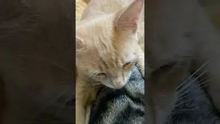 Purring Kittens Sounds. Purring Cats. #subscribe #purringcats #kittens