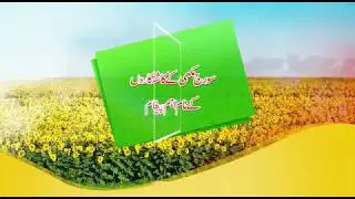Punjab Govt. Subsidy on Sunflower Cultivation