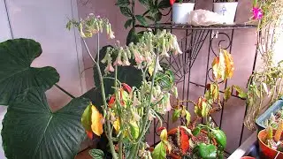 My Mother of Thousands Succulent Plant - Kalanchoe daigremontiana in Bloom - Mexican Hat Plant