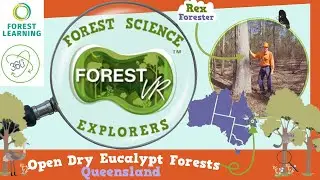 ForestVR – Forest Science Explorers: Dry Open Eucalypt Forests | QLD