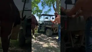 Rufus can&rsquo;t stand the ranger #cow #bull #farm #animal #farmlife #rufusthebull