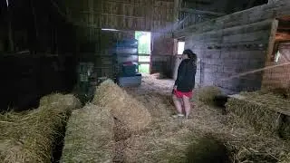 physh the shorthair learning barn hunt. 2nd class