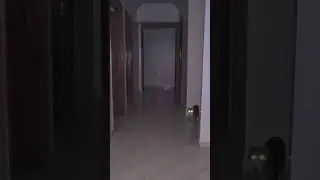 Cat ghost caught on CAMERA 😱😱 #ghost #cats #shorts30