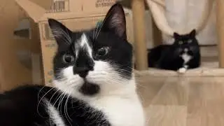 Cardboard Box Party 🎉　段ボール箱パーティーを楽しむ猫姉妹🎉