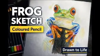 From Blank Page to Life | Frog Sketch with Coloured Pencils (Timelapse)