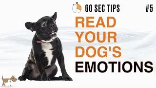 Tip 5: Navigating Your Dog's Emotional Well-being - Dog Training in Covent Garden, London