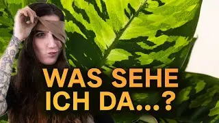 Instagram Reaction Teil 2 🌿 Pflanzentipps, Trends & kompletter Wahnsinn