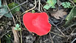 Sarcoscypha austriaca,  February 16, 2025