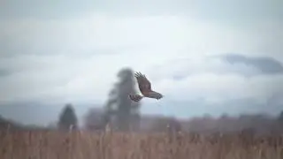 Northern Harrier Flying over open field,  Bird photography around Vancouver