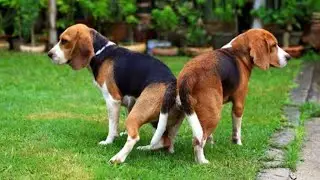 THE SCIENCE OF THE TIE WHY DOGS GET STICK DURING MATING? Dogs mating