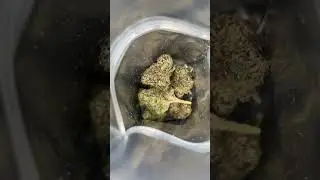 Cannatique &bull; Popping Candy Mango 🥭 &bull; Strain Review @510es 🤯😮&zwj;💨🔥😈📈 #lonerpaccs💨💨