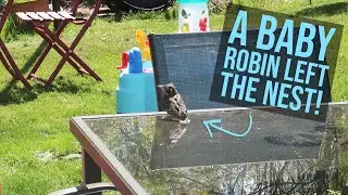 A Baby Robin Left The Nest! | Vlog 2165