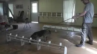 Freddy & Hercules: New Trainees at FSI!