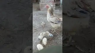 Desi hen and cock farm in sindh, Pakistan @Aseelfarmshorts @farmya @Farmees
