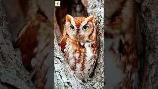 &ldquo;Mesmerizing Owl in the Wild 🦉 | Nature&rsquo;s Silent Hunter #Shorts&rdquo;