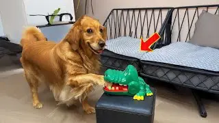 Funny dog ​​reactions to toys 😂 | Try not to laugh  | Funny Dogs of 2025 😂 😂