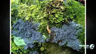 Fuscopannaria - fungi kingdom