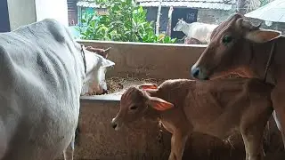 Buri কাকে বেশি দুধ দেয়?( Me / Ghosh) /cowmilking🐄/Animal lover/Bengali vlog/New video 🙏