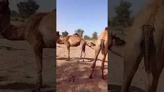 A Camel's love sac Desert Animals TV