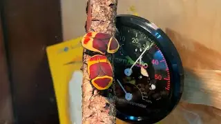 Прибавление в жучином семействе! Жучиные новости! Бронзовки (Pachnoda Marginata)