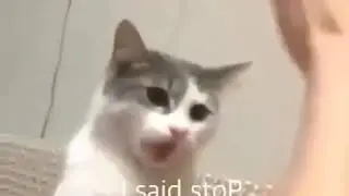 Cat Attacks Hand Meme