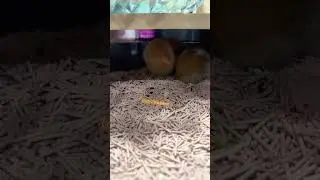 Hamster version #hamster