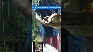 SENI DAN TANI ANGGUR ACEH #PERTANIAN ##tani #anggurAceh #youtube