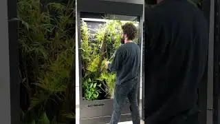 Gaint Tamura designs reptile enclosure 🍃 #HerpTime #reptile #terrarium #vivarium #bioactive #shorts