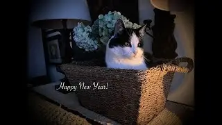 A Brand New Year * Making A Vegetable Lasagna * Painting Birds * Snowy Landscape * Relaxing Cats