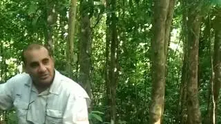 Exploring the Lush Rainforest at Mossman Gorge