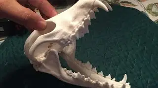 Nylon Hinges for Eruopean Skull Mounts