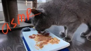 Cat Eating Wet Food ASMR | B.F.F. Tuna & Duck | PureBites Freeze Dried Chicken