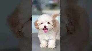 Please give me a like, sis! #funny #cute #pets #dog #yeulu