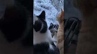 Cats seeing snow for the first time #reaction
