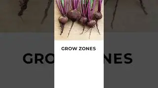 Vegetable Garden Planning - Part One