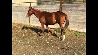 2024 AQHA Gelding by Smooth As Skeet (Kit Kat Sugar)
