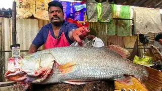 KASIMEDU 🔥 SPEED SELVAM | BIGG KODUVA FISH CUTTING VIDEO | FF CUTTING 🔪