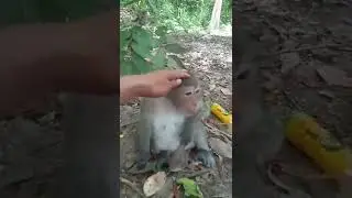 Enjoy Beautiful Pregnant Monkey Face With Lela | Pet Life #Shorts #youtube #animals