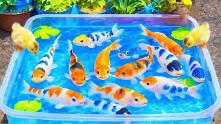Unboxing IKan Hias Warna Warni, Ikan Cupang, Ikan Koi, Ikan Komet,Ikan Koki,Kura Kura Brazil,Gupy 🐠🌈