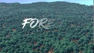 Forest (Blender 2.8 Animation)