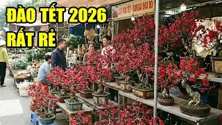 Đào Tết 2026 Năm Nay Rất Đẹp, Giá Lại Rẻ Hơn Mọi Năm Rất Nhiều, Các Bác Cần Cứ Alo Nhé