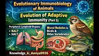 Evolutionary immunobiology of animals Unit 2:Evolution of adaptive immunity (part 5)
