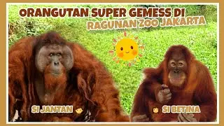 ORANGUTAN SUPER GEMESS DI RAGUNAN ZOO JAKARTA 🦧 || TAMAN MARGASATWA RAGUNAN 2025 ✨️