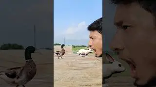 3 Animal - honey bee, rabbit & duck in my mouth magical vfx game video | #shortvideo #trending