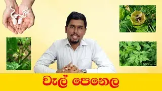 වැල් පෙනෙල