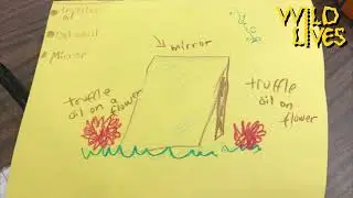Guatemalan Rainforest Investigators Week 4:  Scientific Illustration and Observing Animal Curiosity