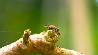 Booklice | YOU&rsquo;VE NEVER SEEN BEFORE ! | Macro Animal World
