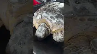 LIVE in the back of The Turtle Hospital ambulance with &ldquo;Cooter B&rdquo; a ginormous green sea turtle rescu
