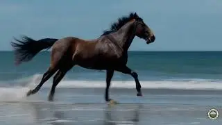 Spirit of the Shore: A Majestic Gallop