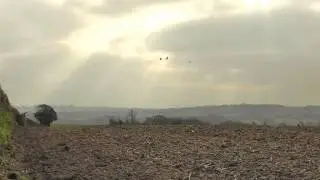 Приманивание ворон &mdash; советы и подсказки